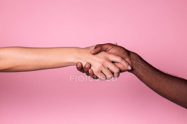 Багатоетнічні руки білої жінки та чорношкірого чоловіка, що роблять рукостискання ізольовані на рожевому фоні; концепція єдності та включення — стокове фото