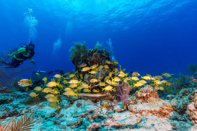 Persona in muta nuoto vicino a scuola di dentici gialli in acqua azzurra di mare pulito sopra barriera corallina in turco e caicos — Foto stock