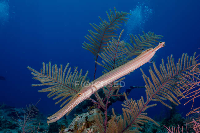 Trompeta salvaje con cuerpo largo nadando cerca de planta tropical en agua azul de mar limpio cerca de arrecife de coral - foto de stock