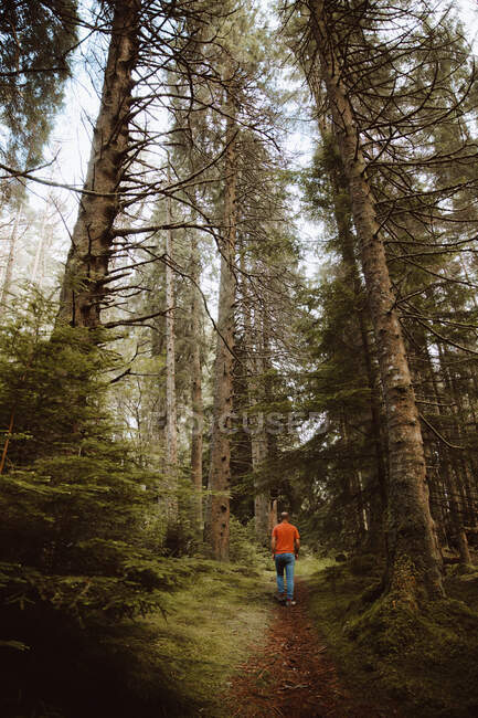 Back view of unrecognizable hiker walking along path amidst tall trees in forest in UK — Stock Photo