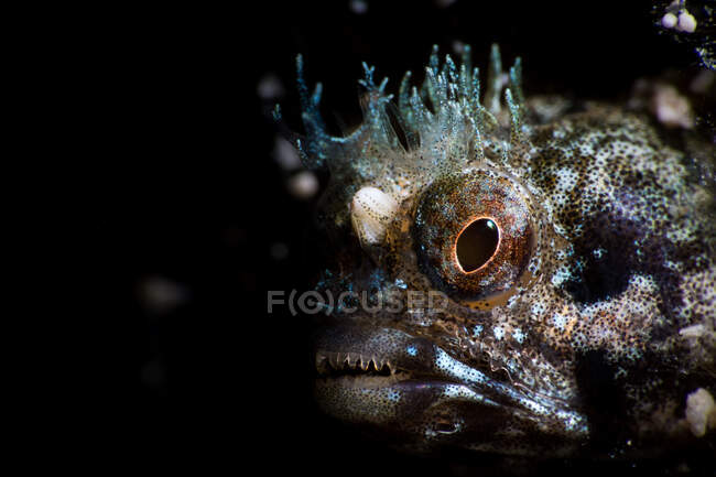 Head of wonderful strange spotted Blenny fish with big brown eyes in composition with transparent crown and mustache as part of mystical wildlife of ocean underwater world on black background — Stock Photo