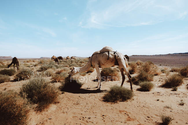 Стадо верблюдов ест сухую траву во время пастбища в засушливой пустыне в солнечный день недалеко от Марракеша, Марокко — стоковое фото
