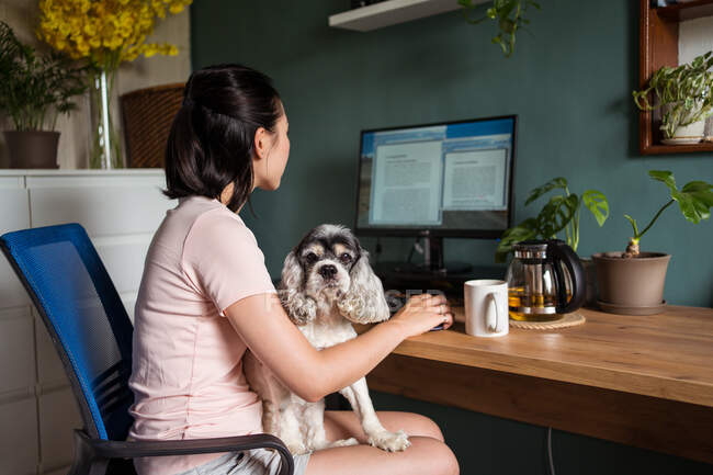 Вид сбоку занятой азиатской женщины-фрилансера, сидящей за столом с американской собакой Кокер и просматривающей компьютер во время работы над удаленным проектом из дома — стоковое фото