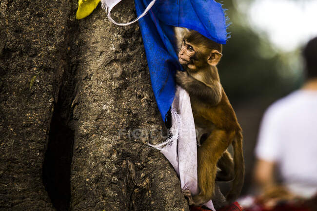 Seitenansicht eines Makakenbabys auf Baumstamm sitzend mit bunten Fahnen im Park in Nepal — Stockfoto