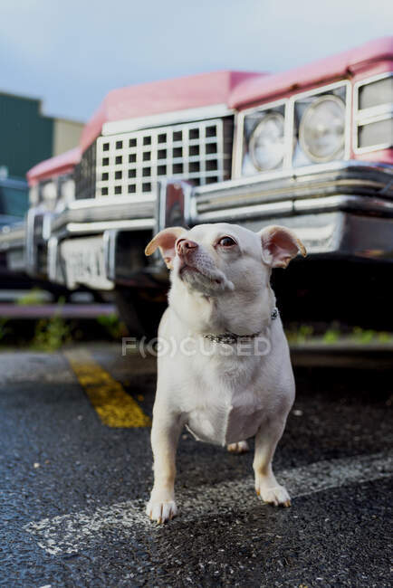 Vista inferior de um cão ao lado de um carro rosa clássico em um dia chuvoso — Fotografia de Stock