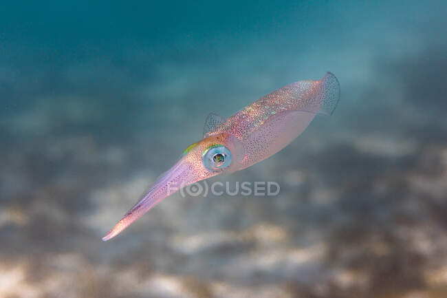 Closeup tiny squid with iridescent skin swimming on blurred background of coral reef in ocean — Stock Photo
