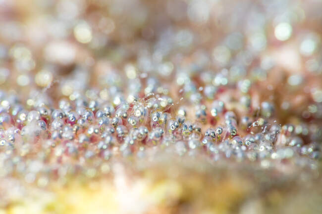Gros plan œufs de sergent maire poissons attachés à la surface du récif corallien dans l'eau claire transparente de la mer — Photo de stock