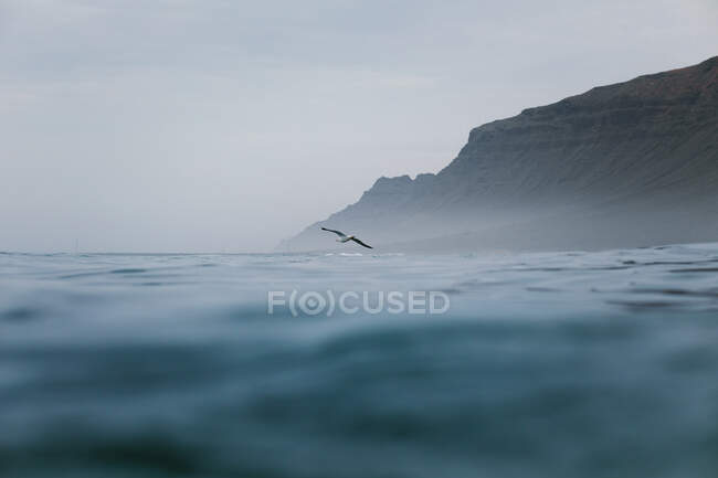 Gaivota branca voando sobre o mar ondulante calmo em dia nublado perto de penhasco rochoso — Fotografia de Stock