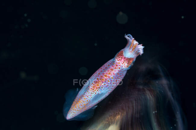 Neon fliegender Tintenfisch mit durchsichtigem, geflecktem Körper und kleinen Armen inmitten natürlicher Unterwasserwelt auf schwarzem Hintergrund — Stockfoto