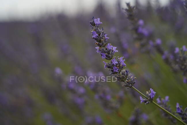 Close up ground level view of lavender flowers field in Brihuega, Spain — Stock Photo
