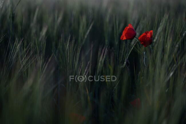 Landscape scene of poppy flowers in meadow at sunset — Stock Photo