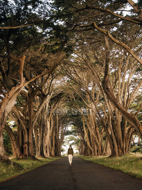 Жіночий турист стоїть на безлюдній дорозі під аркою кипарисових дерев у тунелі Державного парку Пойнт - Реєс (Каліфорнія). — стокове фото