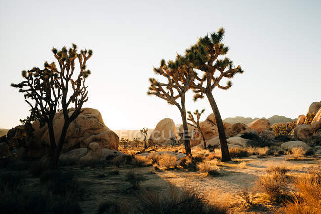 Landschaft wachsender Yucca-Palmen auf trockenem Land der tropischen Wüste mit Bergen im Sonnenuntergang im Joshua Tree Nationalpark — Stockfoto