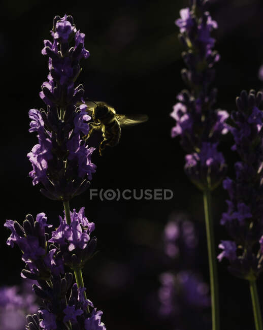 Подсветка крупным планом медоносной пчелы опыляющей лавандовые цветы — стоковое фото