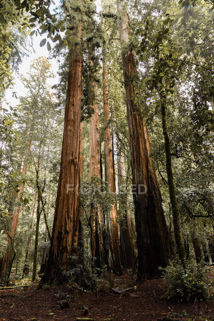Dichter immergrüner Wald mit moosbewachsenen Mammutbäumen im Big Basin Redwoods State Park in den USA — Stockfoto