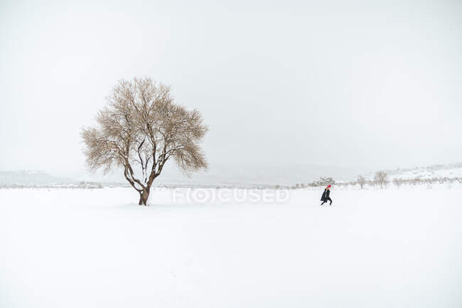 Віддалений вид на людину, що йде вздовж засніженого лугу з самотнім деревом в похмурий день взимку — стокове фото
