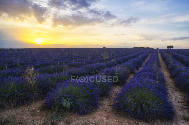 Lavendelblütenfeld unter buntem Sonnenuntergang in Brihuega, Spanien — Stockfoto