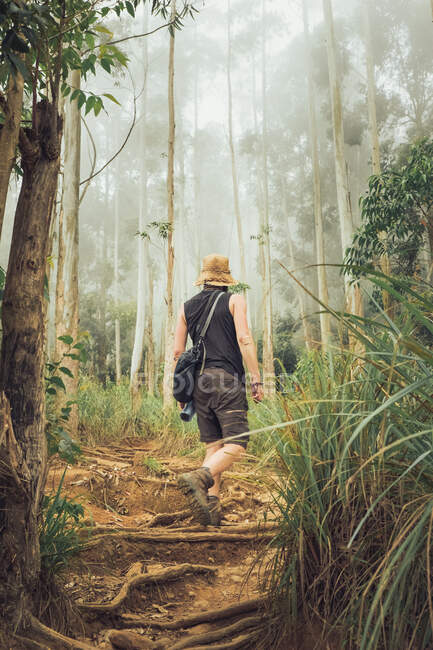 Вид ззаду на невпізнаваного мандрівника-чоловіка, що стоїть в туманному екзотичному лісі влітку під час відпустки — стокове фото