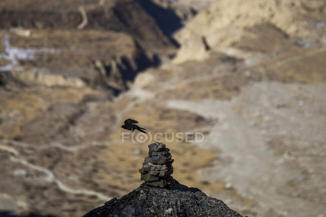 Vista lateral do pássaro negro voando sobre pedras na colina nas montanhas do Himalaia, no Nepal — Fotografia de Stock