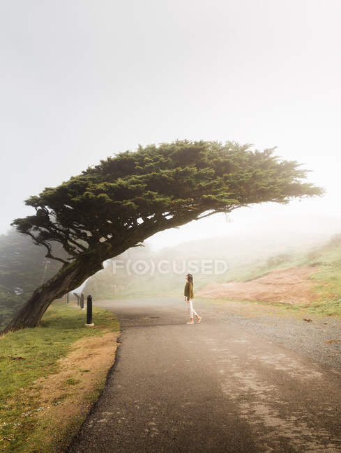 Femme debout sur une route pavée sous un incroyable cyprès incliné dans une ruelle brumeuse du parc d'État de Point Reyes en Californie — Photo de stock