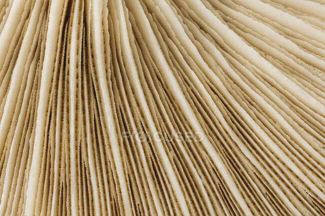 Macro of textured background of white mushroom gills in shape of straight lines — Stock Photo