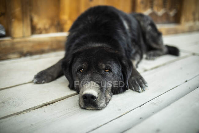 Cute old Labrador dog with black fur lying on wooden terrace in Nepal — Stock Photo