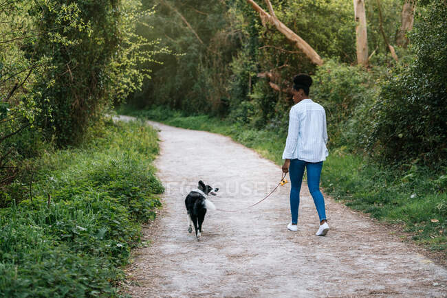 Повний вигляд на молоду афроамериканську жінку, яка ходить з вірним прикордонником Коллі собакою на попелі між зеленими деревами. — стокове фото