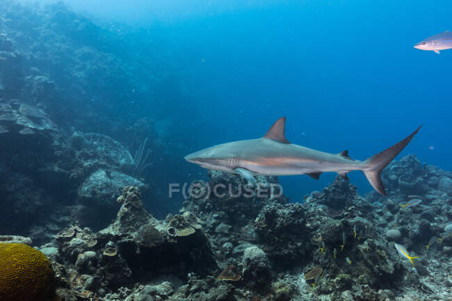 Riesige wilde Riffhaie und Fische schwimmen vor blauem Hintergrund von sauberem Meerwasser — Stockfoto
