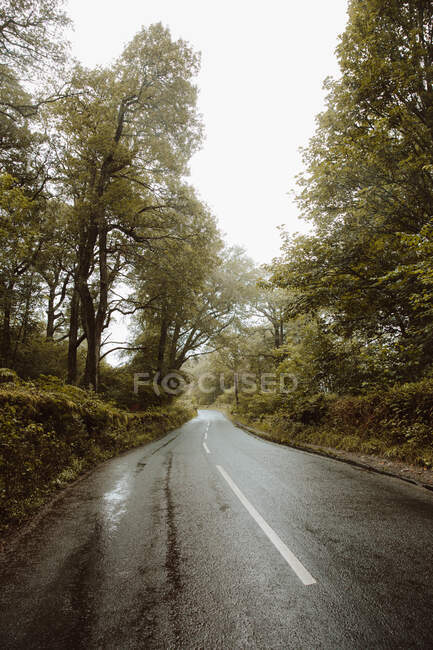 Мокрые асфальтовые дороги, проходящие через осенний темный лес в сельской местности в Лейк-Дистрикт, Великобритания — стоковое фото