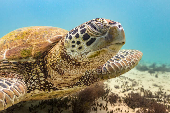 Große grüne Meeresschildkröte schwimmt über den Meeresgrund im sauberen blauen Wasser des Ozeans — Stockfoto