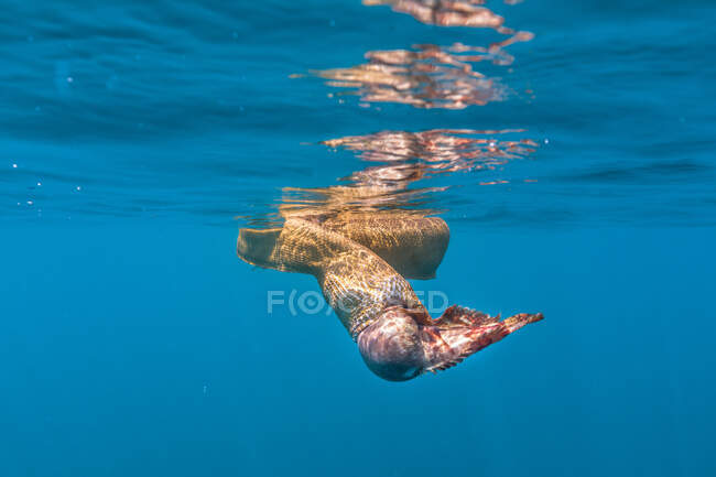 Serpiente de arrecife de coral tragando peces tropicales mientras nada en el agua azul del océano - foto de stock