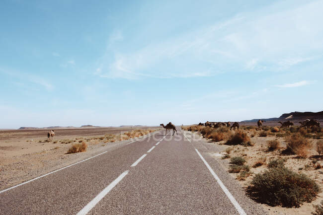 Camelos em pé perto de estrada de asfalto comendo grama seca no deserto de areia contra o céu nublado perto de Marraquexe, Marrocos — Fotografia de Stock