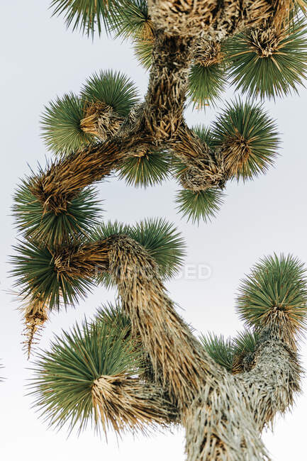 De baixo de tronco curvilíneo de palmeira de iúca com vegetação verde no Parque Nacional Joshua Tree na Califórnia — Fotografia de Stock