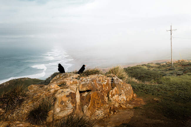 Paar schwarzer Krähen auf hoher Klippe mit Blick auf neblige Meereswellen am Point Reyes National Seashore in Kalifornien im Hintergrund — Stockfoto