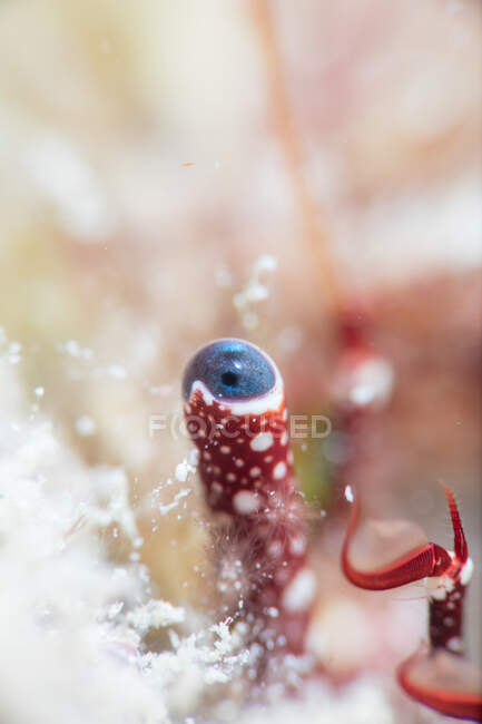 Ojo de cerca de un cangrejo ermitaño Tamaño 1 / 2 cm sobre fondo borroso de arrecife de coral en el océano - foto de stock