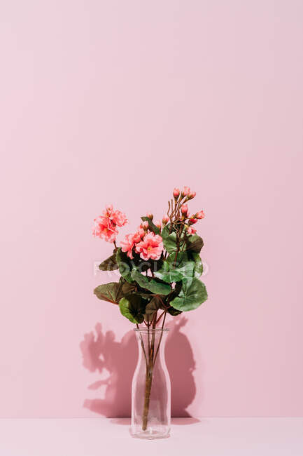 Ainda vida tiro de vaso de vidro com flores begônias colocados contra fundo rosa — Fotografia de Stock