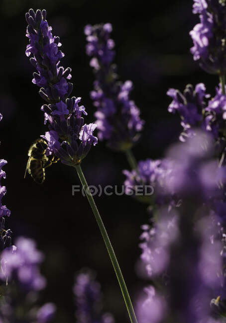 Backlit close up of honey bee pollinating lavender flowers — Stock Photo