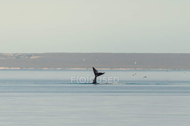 Ballena saliendo del mar mientras las gaviotas vuelan alrededor - foto de stock