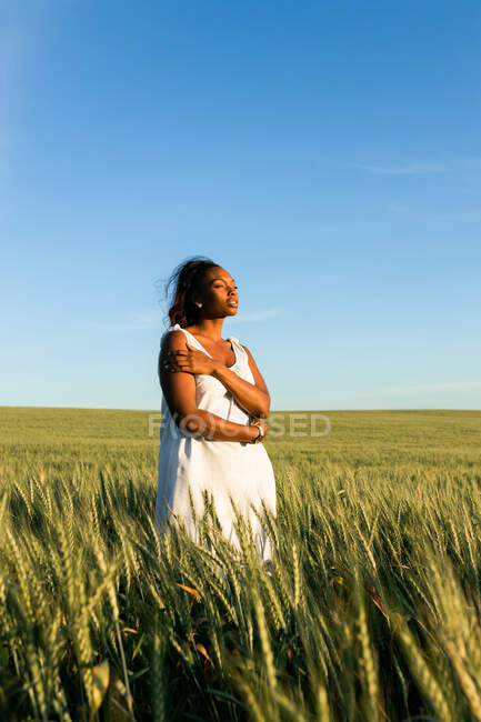 Joven dama negra en vestido de verano blanco paseando por el campo de trigo verde mientras mira hacia otro lado durante el día bajo el cielo azul - foto de stock