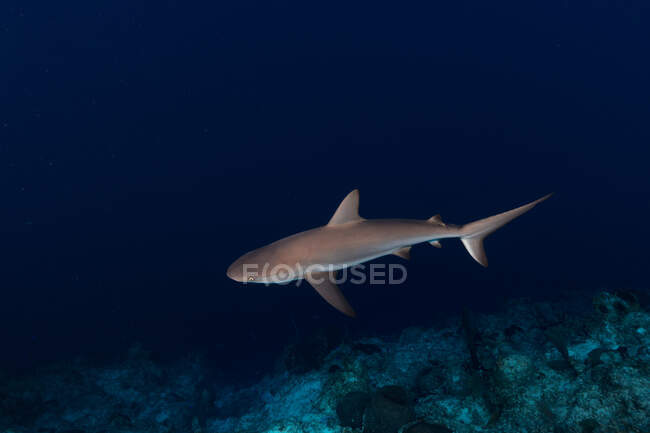 Величезні дикі рифові акули й риби плавають на синьому фоні чистої морської води. — стокове фото
