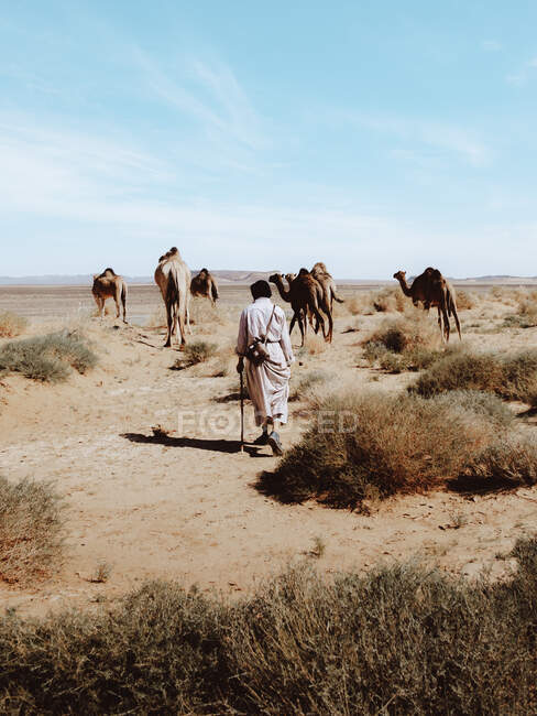 Back view of anonymous local man with cane following group of camels on sunny day in desert near Marrakesh, Morocco — Stock Photo
