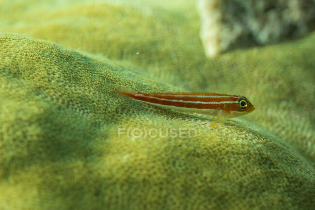 Primer plano minúsculo rojo benny tropical rayado nadando sobre la superficie de la esponja marina en el arrecife de coral - foto de stock