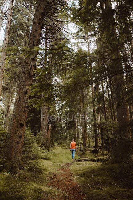 Rückansicht eines nicht erkennbaren Wanderers, der auf Pfad inmitten hoher Bäume in einem Wald in Großbritannien spaziert — Stockfoto
