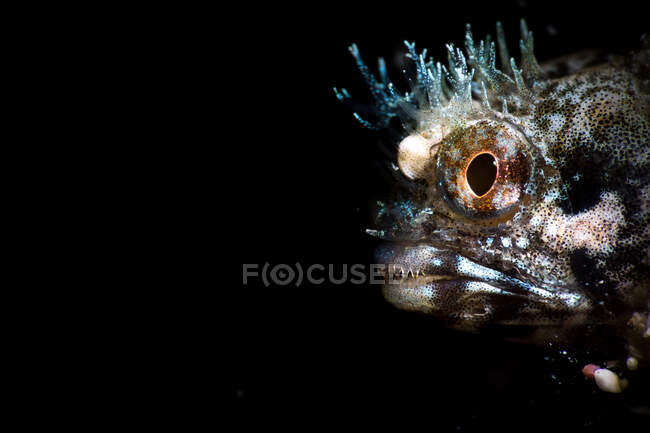 Head of wonderful strange spotted Blenny fish with big brown eyes in composition with transparent crown and mustache as part of mystical wildlife of ocean underwater world on black background — Stock Photo