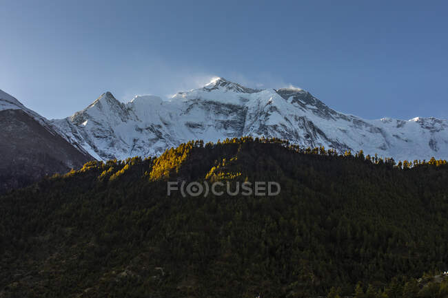 Magnificent landscape of coniferous woods growing on background of snowy Himalayas mountains under blue sky on sunny day in Nepal — Stock Photo