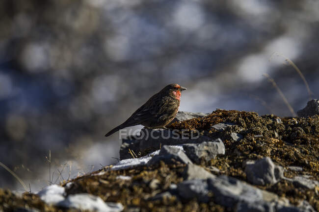 Side view of rosefinch bird with red and brown feathers sitting on rock in Himalayas mountains on sunny day in Nepal — Stock Photo