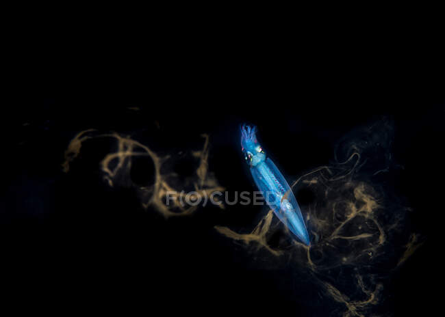 Неонові літаючі кальмари з прозорим тупим тілом та стрілецькою зброєю серед природного підводного середовища на чорному тлі — стокове фото