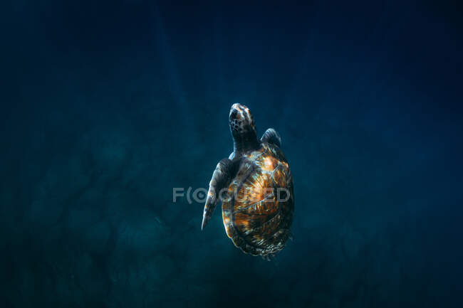 Зверху зелена черепаха з коричневою оболонкою плаває під водою в блакитному морі — стокове фото