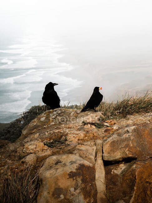 Casal de corvos negros em alta falésia com vista para as ondas nebulosas do oceano de Point Reyes National Seashore, na Califórnia, no fundo — Fotografia de Stock