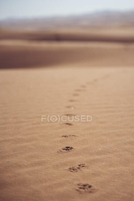 Деталь слідів тварин у пустельному піску на заході сонця — стокове фото